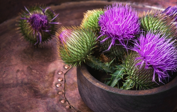 Herb Profile: Milk Thistle 